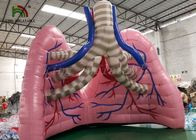 Tente carné d'exposition d'organe de modèle de poumon de simulation d'explosion pour l'étude médicale